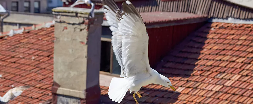 Residential Chimney Animal Removal Solution in Angleton, TX