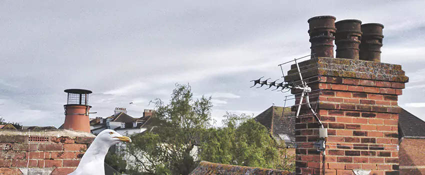 Chimney Cleaning And Restoration in Angleton, Texas